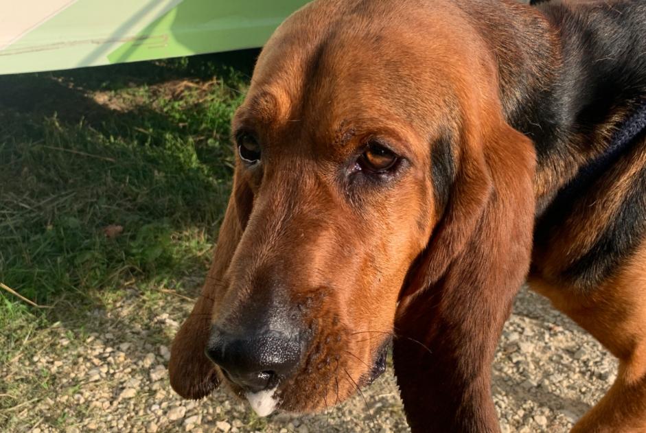 Alerta de Hallazgo Perro Macho Pupillin Francia Alerta de Hallazgo Perro Macho Pupillin Francia