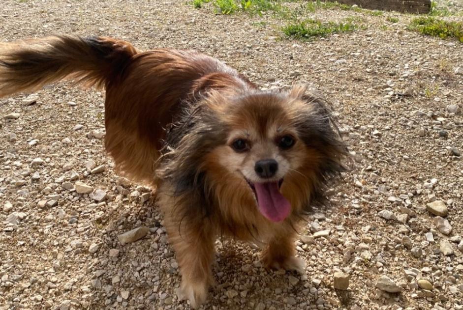 Alerte Découverte Chien Inconnu Vriange France Alerte Découverte Chien Inconnu Vriange France